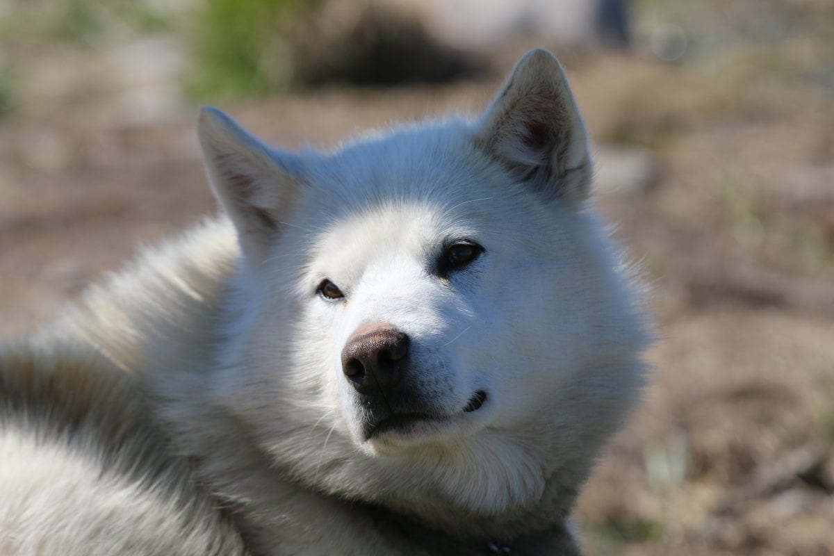 Sled dog near Ilimanaq in the summer months