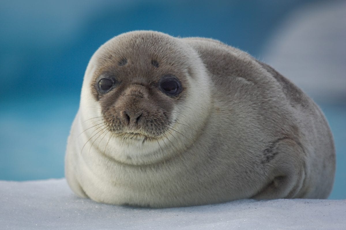 Robben Tiere Robben Tiere