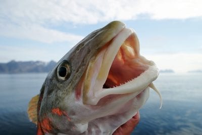 Catching a fish near Nuuk