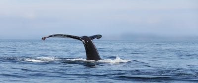 Fotograf: Greenland Travel