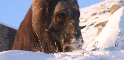Fotograf: Anita Hoeegh - Visit Greenland