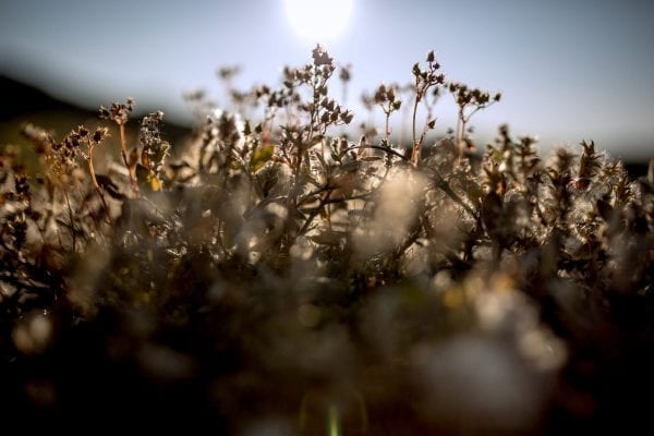 Blomster i Sermermiut dalen udenfor Ilulissat - Fotograf: Mads Pihl, Visit Greenland