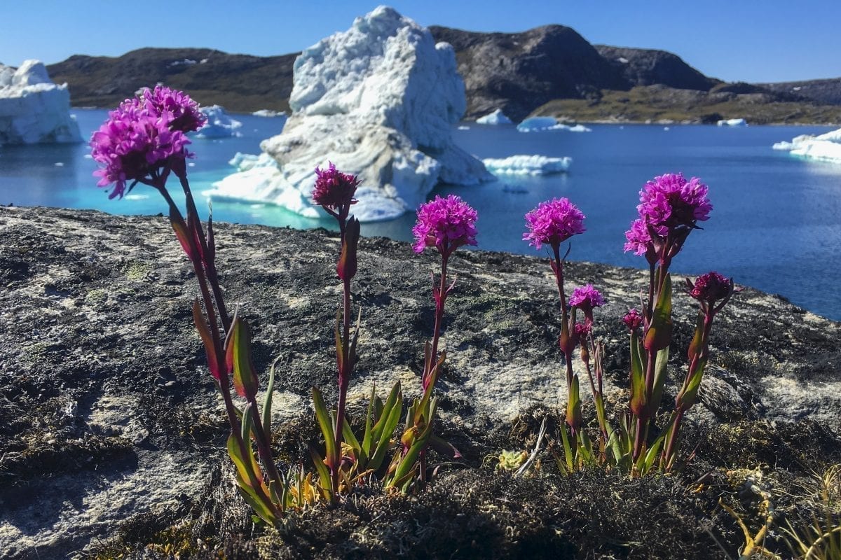 Rote alpine Catchfly vor Eisbergen nördlich von Ilulissat - Foto von Bo Normander - Visit Greenland